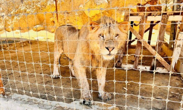 Rescatan a seis leones en rancho de Tijuana