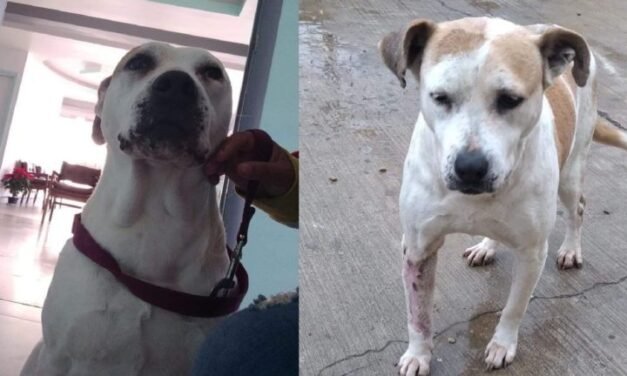 Manchas busca una segunda oportunidad
