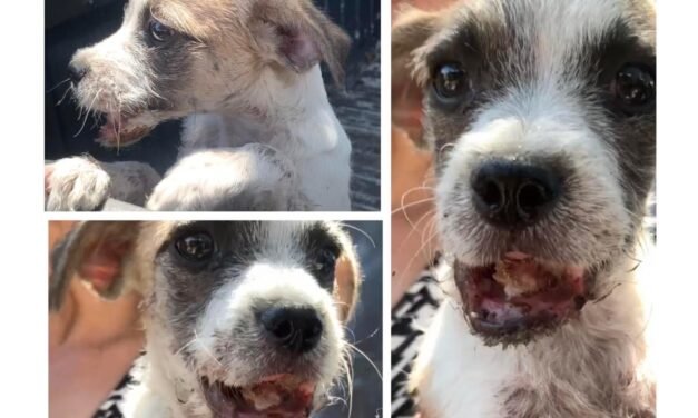 Piden apoyo urgente para apadrinar a perros y gatos rescatados