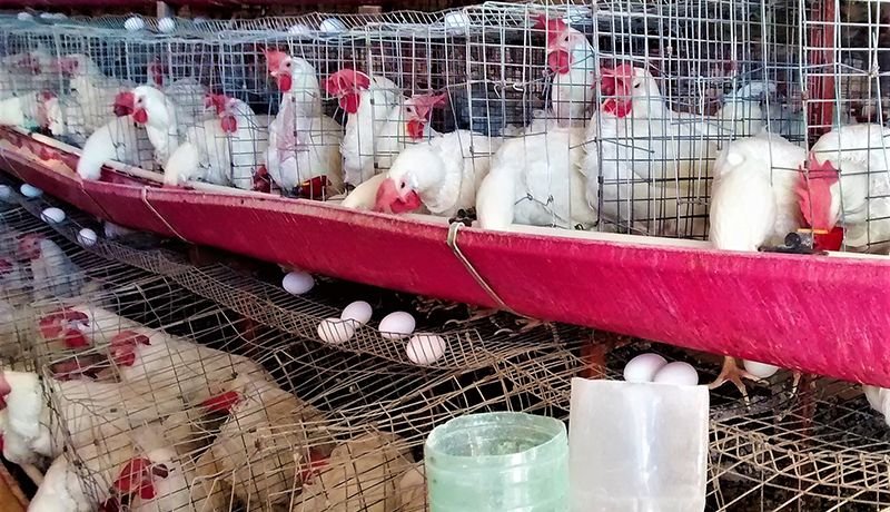 Emiten alerta en BC tras confirmar brotes de influenza aviar en EU 