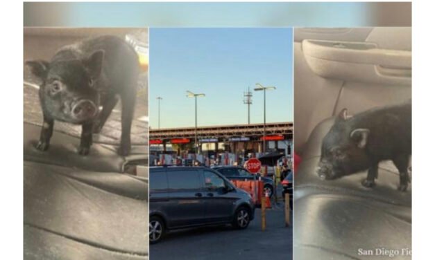 Pequeño cerdito intenta cruzar la garita con su familia, CBP lo regresa a Tijuana