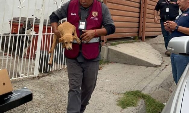 Rescatan a seis cachorros en domicilio colonia Fidel Velázquez