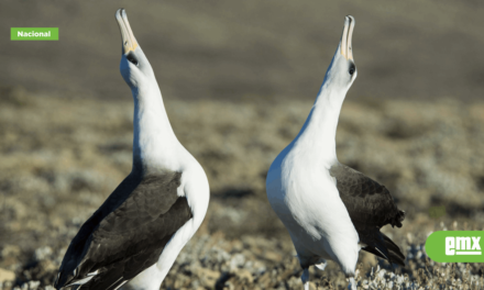 Aves marinas regresan a islas de Baja California tras erradicación de plagas