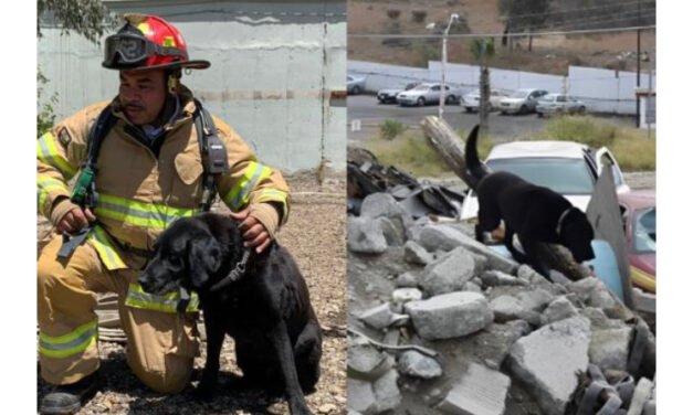 Perrito de búsqueda de Bomberos Tijuana sale asustado por pirotecnia; piden ayuda para encontrarlo