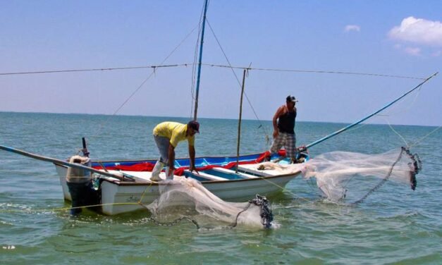 Cuidemos al tiburón blanco: ambientalista denuncia necesidad de proteger a la especie bajacaliforniana 