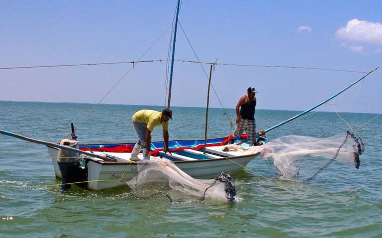 Cuidemos al tiburón blanco: ambientalista denuncia necesidad de proteger a la especie bajacaliforniana 