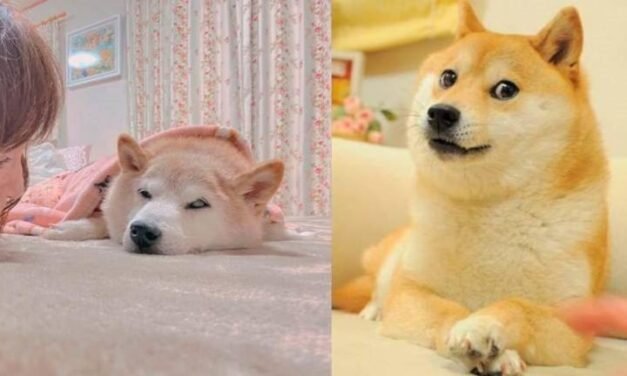 Kabosu, la perrita de los memes, está delicada de salud