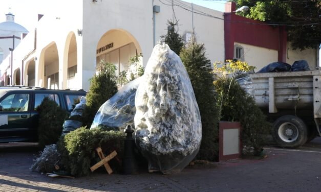 No tires el pino navideño, recicla: habilitan centros de acopio en la ciudad