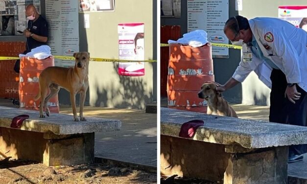 Perrito Espera En La Misma Banca A Que Regrese Su Humano Que Perdió La Vida