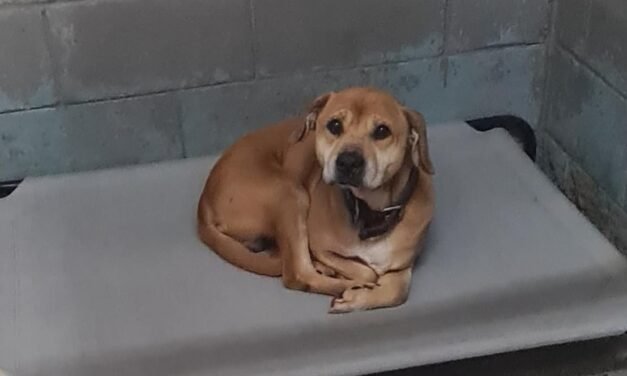 Cientos de perros extraviados tras fiestas decembrinas: Control Animal