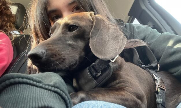 “Expresso” vuelve a casa: perrito acusado por ciudadano molesto es liberado