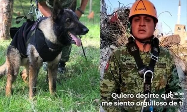 “Nos volveremos a ver“: así se despidió entrenador de Proteo, el perrito rescatista