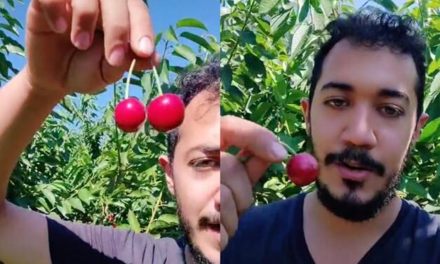 Por pizcar cerezas, mexicano gana 3 mil pesos diarios en Canadá 