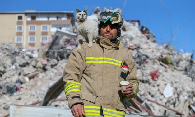 BOMBEROS RESCATAN A GATITO Y LO CONVIERTEN EN PARTE DEL EQUIPO DE BÚSQUEDA EN TURQUÍA