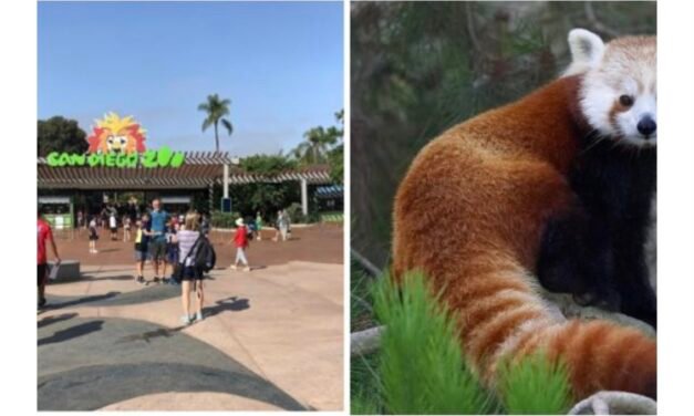 Panda Rojo escapa del Zoológico de San Diego 