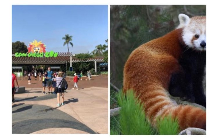 Panda Rojo escapa del Zoológico de San Diego 