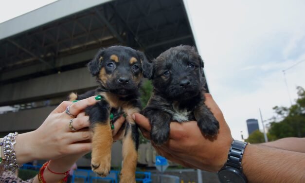 Autoridades aseguran 10 cachorros por venta ilegal
