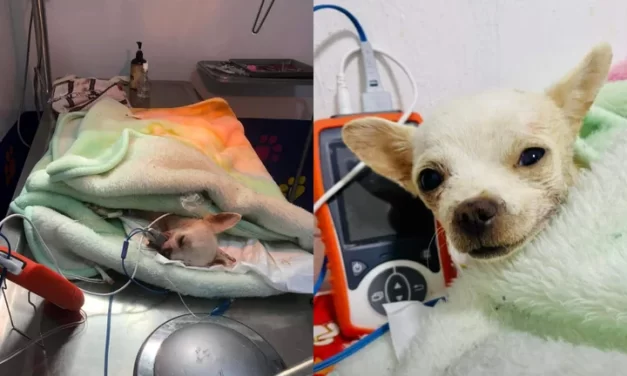 Falleció Pinky, el perrito Chihuahua que defendió su hogar en Nayarit 