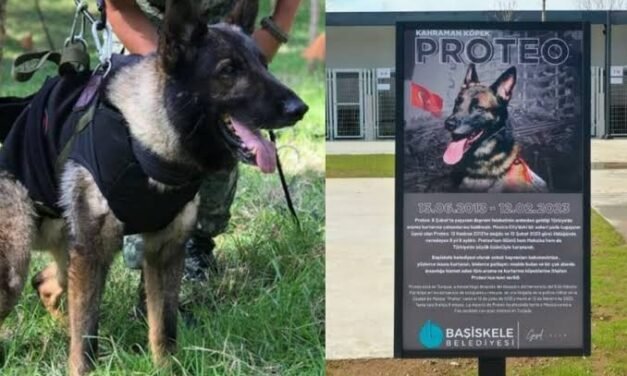 Centro de rehabilitación de animales en Turquía llevará el nombre de Proteo￼