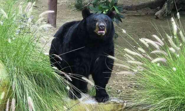 Parque Morelos cumple 23 años de cuidado de vida silvestre