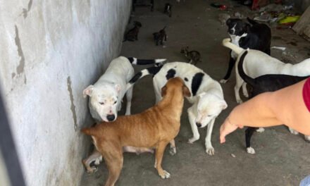 Rescata Ayuntamiento docena de perros en condiciones precarias