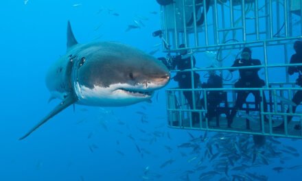 México prohíbe buceo con tiburones en BC