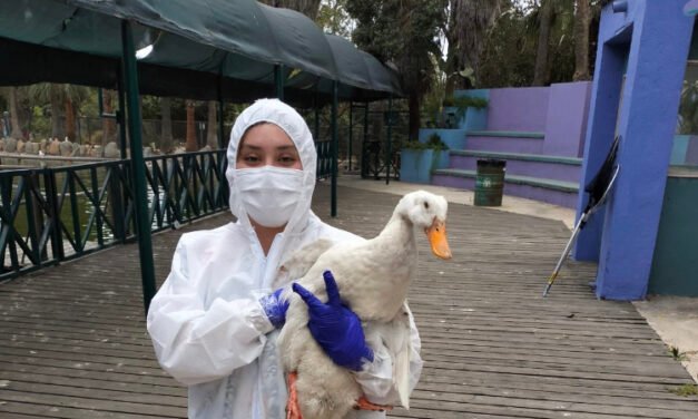 Rescatan a animales abandonados en Parque Morelos