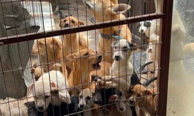 Rescatan a más de 70 perros que estaban en condiciones de hacinamiento