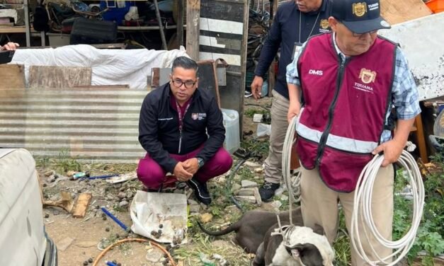 RESCATA AYUNTAMIENTO A DOS CANES EN CONDICIÓN DE MALTRATO 