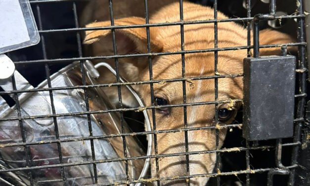 Logran megarescate de perros en Tijuana