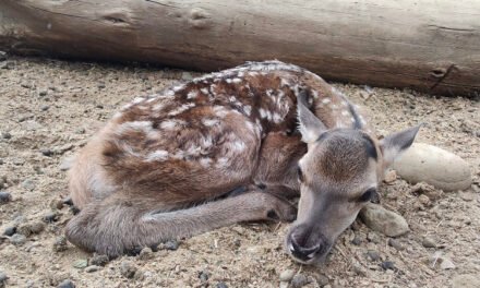 Bambi nace en Tijuana:  inicia temporada de cría de venados en Parque Morelos