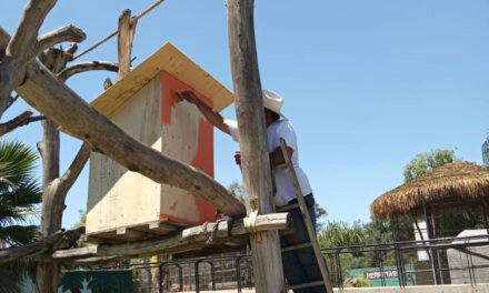 Rehabilitan hábitat de monos araña en Parque  Morelos