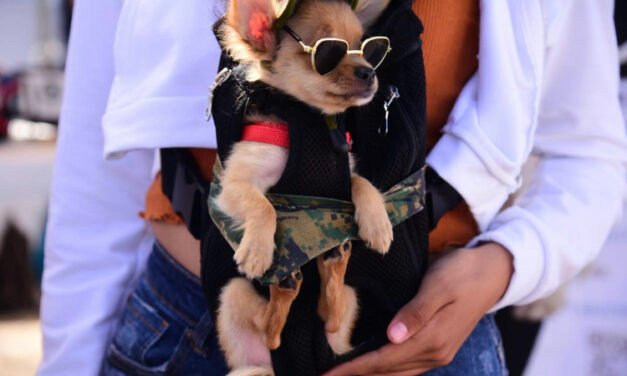 Llega la Pasarela ”Guau” a Playas de Tijuana en favor del cuidado de mascotas