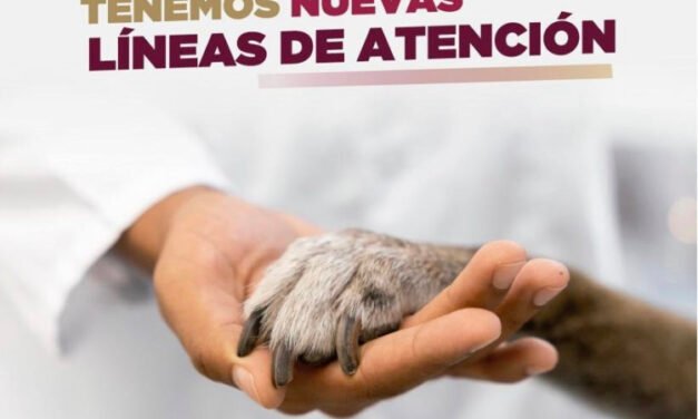 Habilitan nuevo número telefónico para llamar a Control Animal Municipal
