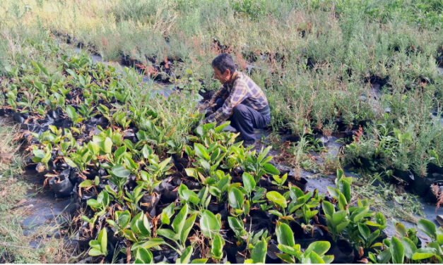 Hay casi 30 mil plantas más en Tijuana: Programa “Sembrando Vidas”
