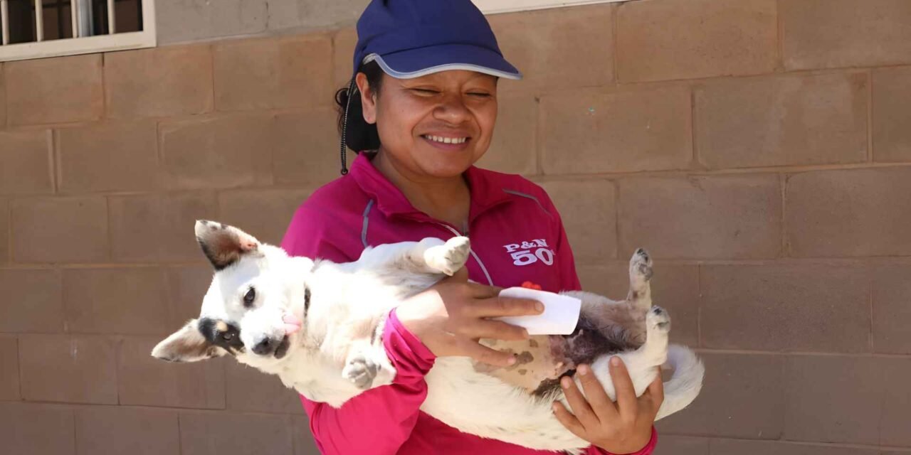 MÁS DE 350 PERRITOS Y GATITOS FUERON ESTERILIZADOS GRATIS EN MEGA JORNADA MUNICIPAL