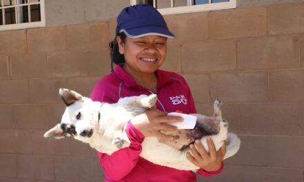 MÁS DE 350 PERRITOS Y GATITOS FUERON ESTERILIZADOS GRATIS EN MEGA JORNADA MUNICIPAL