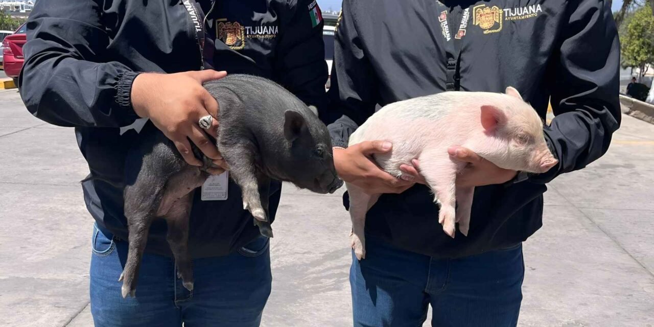 RESCATAN A DOS CERDITOS QUE VENDÍAN ILEGALMENTE EN LA CALLE… Y EL TIPO LOS DEJÓ TIRADOS Y HUYÓ