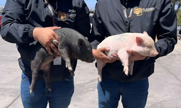 RESCATAN A DOS CERDITOS QUE VENDÍAN ILEGALMENTE EN LA CALLE… Y EL TIPO LOS DEJÓ TIRADOS Y HUYÓ