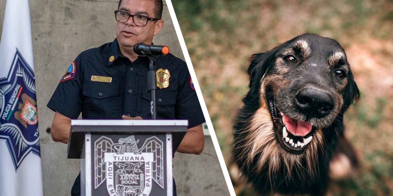 MALTRATO VS. CRUELDAD ANIMAL: ¿YA SABES LA DIFERENCIA? EL GOBIERNO DE TIJUANA, AHORA SÍ