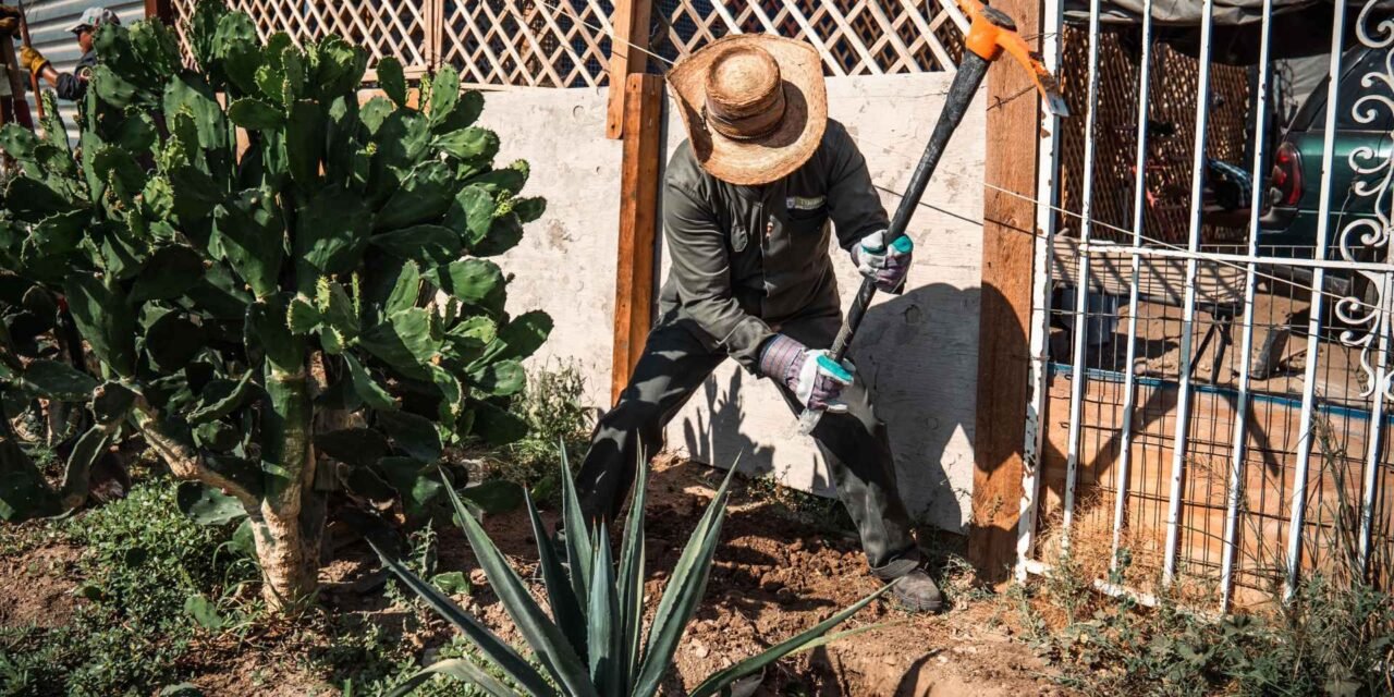 TIJUANA RESPIRA VERDE: PLANTAN MÁS DE 190 ÁRBOLES EN COLONIA PROGRESO