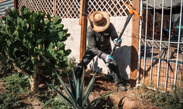 TIJUANA RESPIRA VERDE: PLANTAN MÁS DE 190 ÁRBOLES EN COLONIA PROGRESO