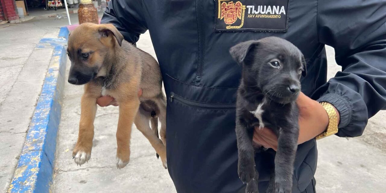 RESCATAN DOS CACHORRITOS QUE VENDÍAN ILEGALMENTE EN LA GARITA DE SAN YSIDRO