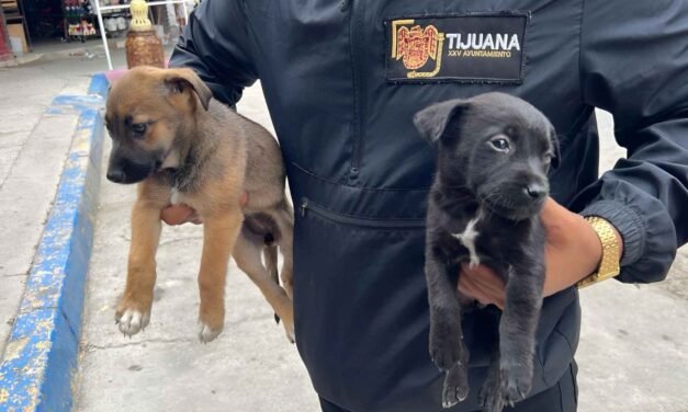 RESCATAN DOS CACHORRITOS QUE VENDÍAN ILEGALMENTE EN LA GARITA DE SAN YSIDRO