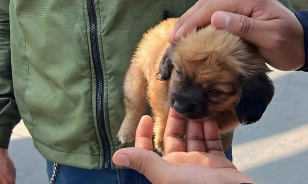 RESCATAN A CACHORRO QUE VENDÍAN ILEGALMENTE EN LA GARITA DE SAN YSIDRO