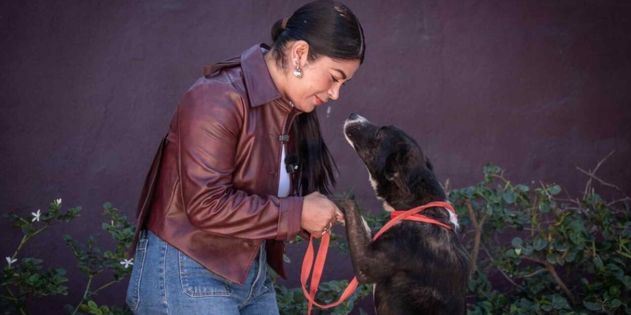 MÁS DE 150 PERRITOS Y GATOS BUSCAN UNA SEGUNDA OPORTUNIDAD EN TIJUANA