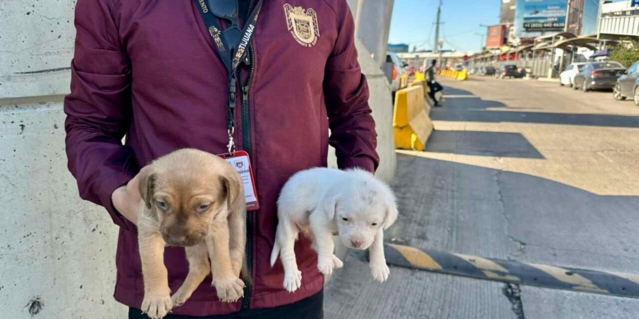 RESCATAN DOS CACHORRITOS QUE ERAN VENDIDOS ILEGALMENTE EN LA CALLE