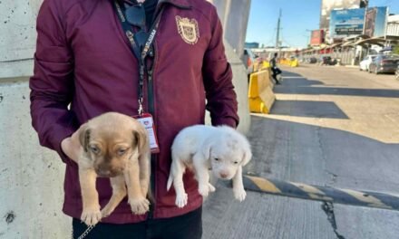 RESCATAN DOS CACHORRITOS QUE ERAN VENDIDOS ILEGALMENTE EN LA CALLE