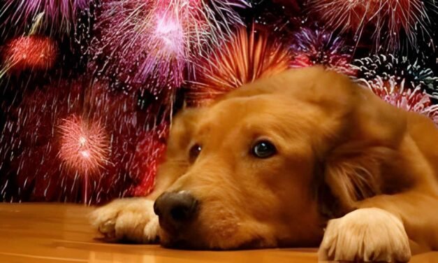 QUE NUESTRA ALEGRÍA NO LES HAGA DAÑO A LOS LOMITOS