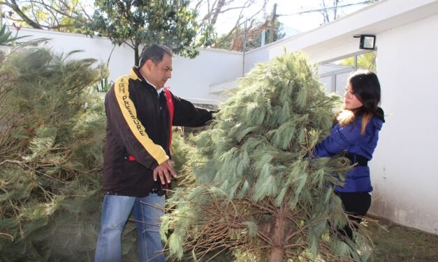 AYUNTAMIENTO DE TIJUANA ACTIVA CENTROS DE ACOPIO PARA RECICLAR ÁRBOLES DE NAVIDAD EN LAS NUEVE DELEGACIONES